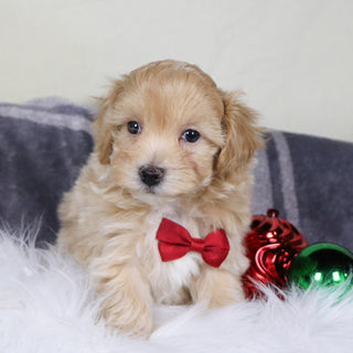 Custer - Available Now