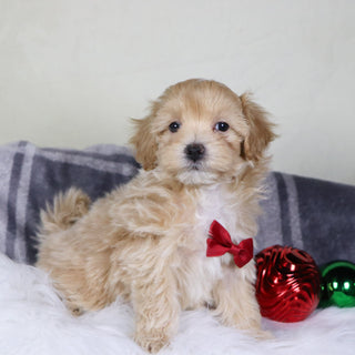 Custer - Available Now