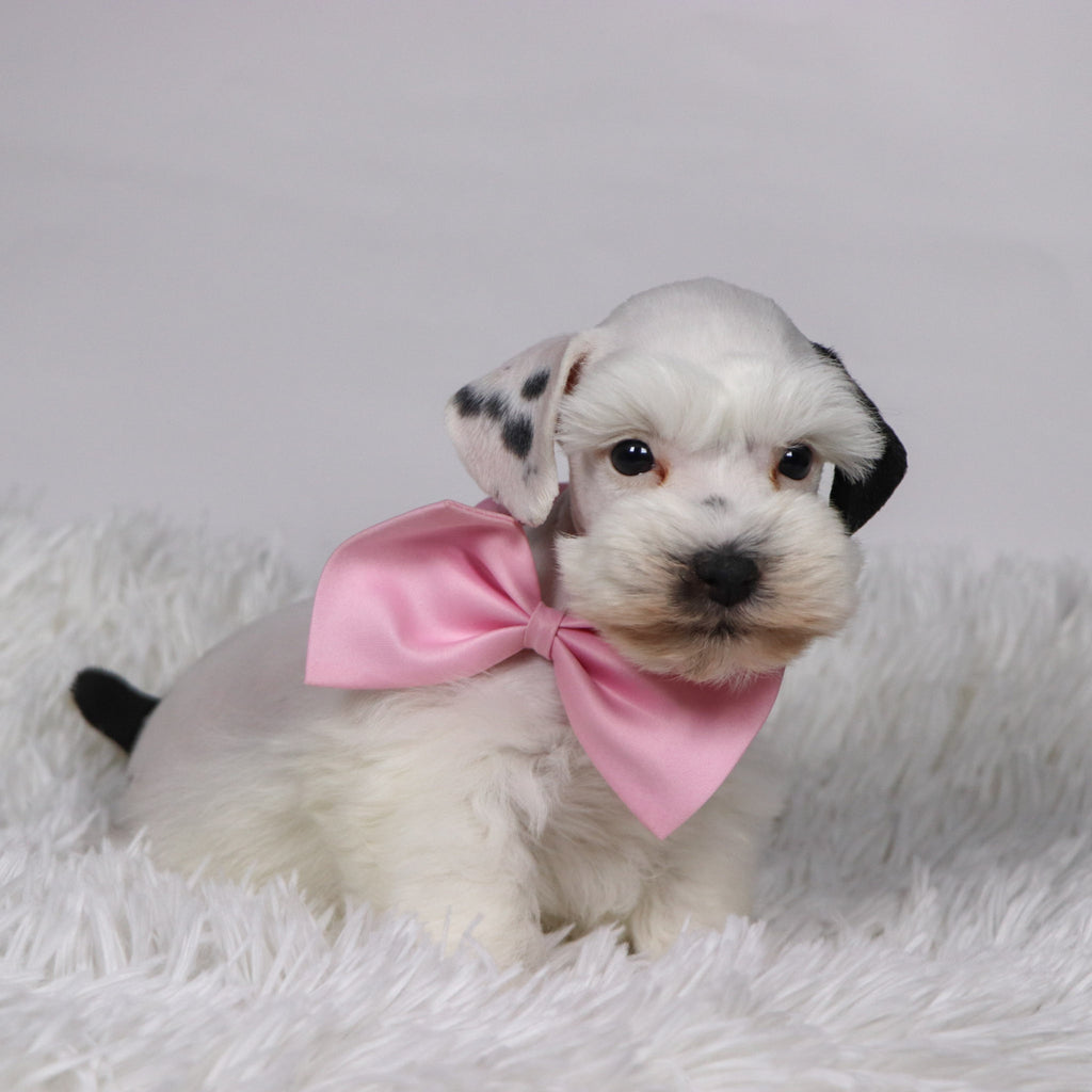 Daisy - Available 11/5