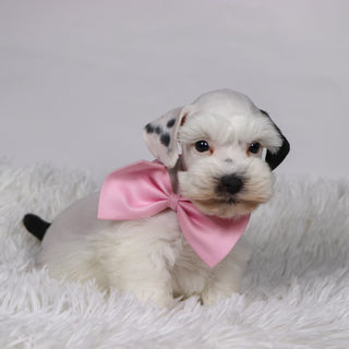 Daisy - Available 11/5