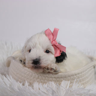 Daisy - Available Now