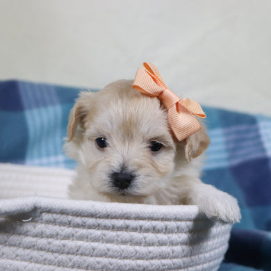 Dani - Available 2/11