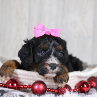 Dara - Available 1/8