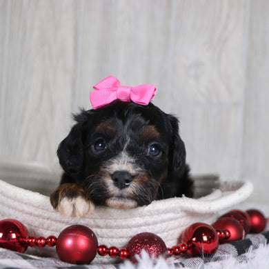 Dara - Available 1/8