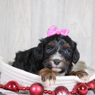 Dara - Available 1/8