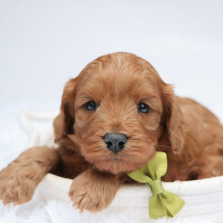 Daryl - Available Now