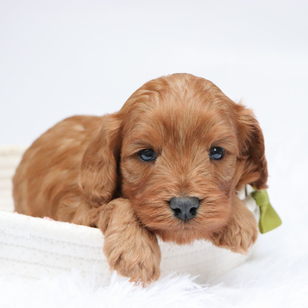 Daryl - available 11/19