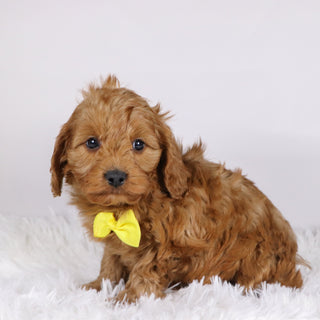 Daryl - Available Now