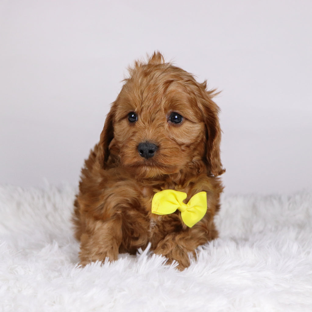 Daryl - Available Now