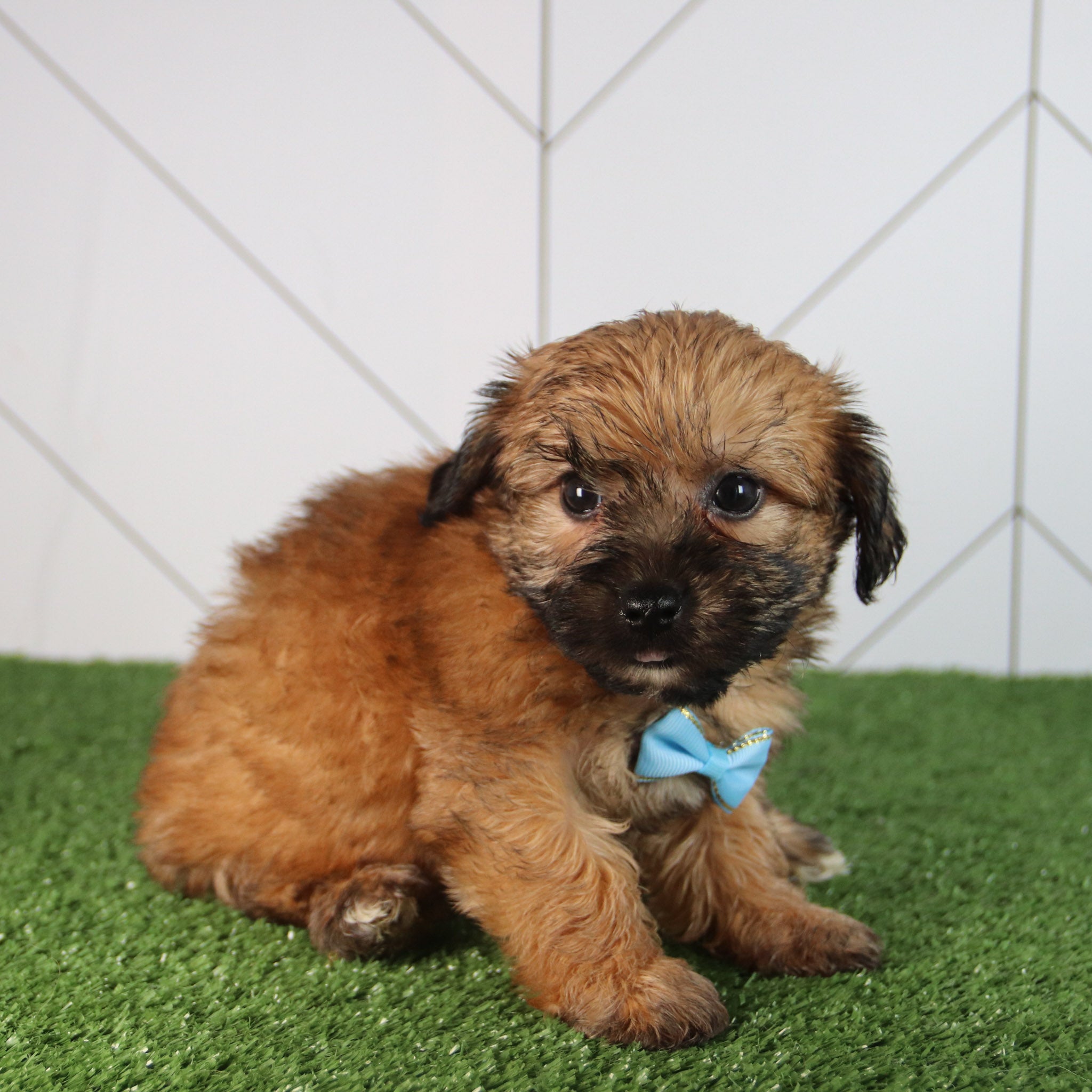 Why choose Happytail puppies