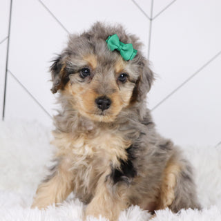 Desiree - Available 1/22