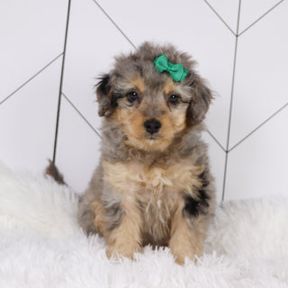 Desiree - Available 1/22