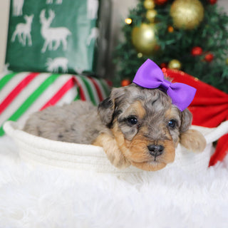 Desiree - Available 1/22