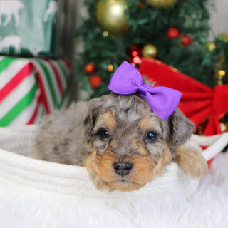 Desiree - Available 1/21