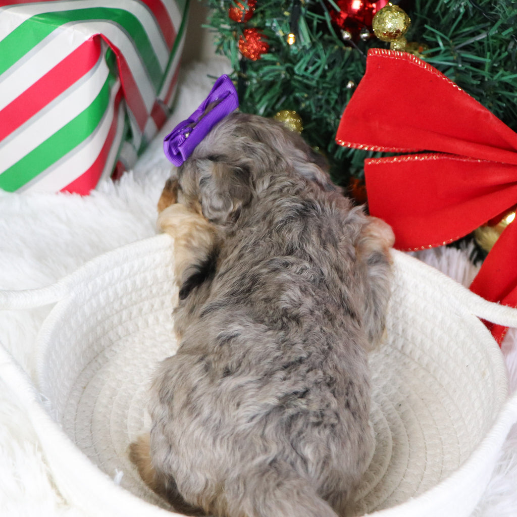 Desiree - Available 1/21