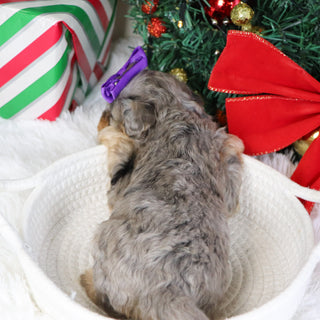 Desiree - Available 1/22