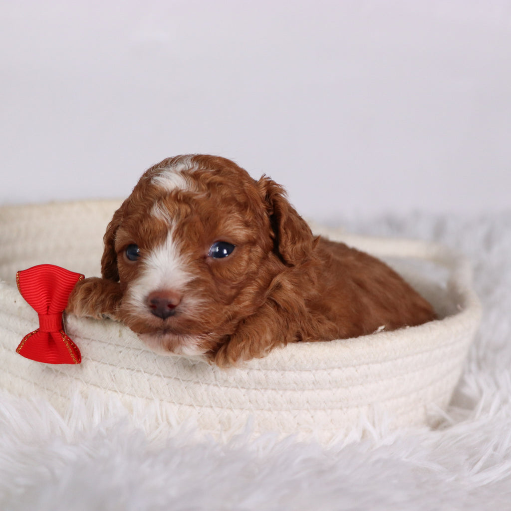 Devin - Available 11/12