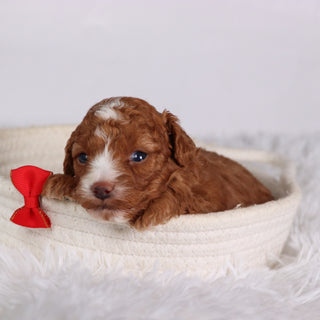 Devin - Available Now