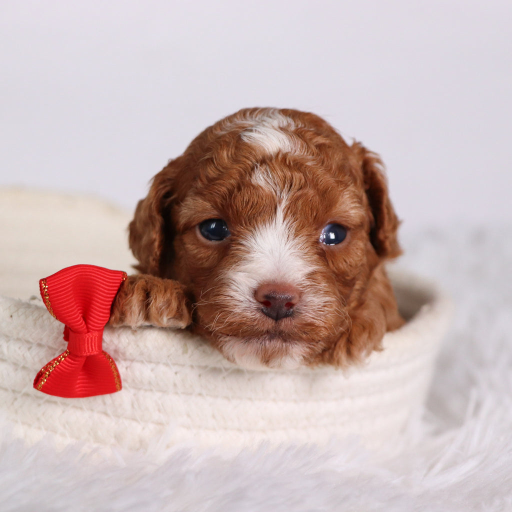 Devin - Available 11/12