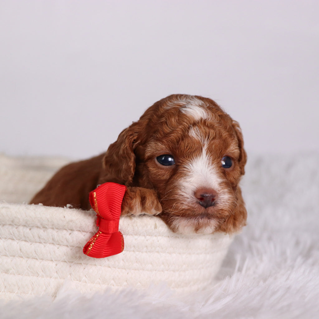 Devin - Available 11/12