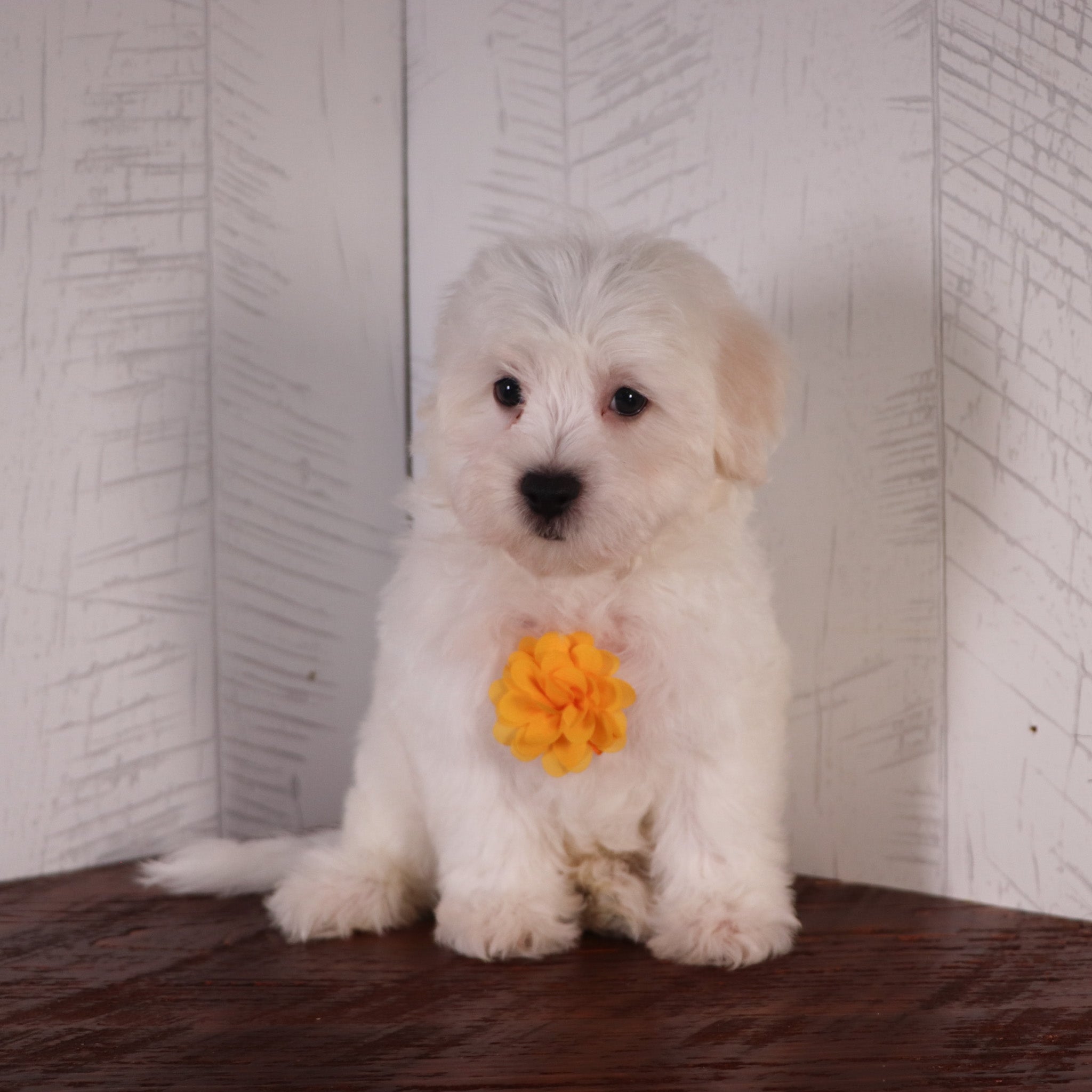 Puppies for sale in Rock hill