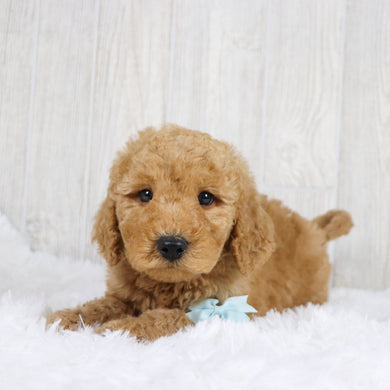 Dodge - Available 1/22