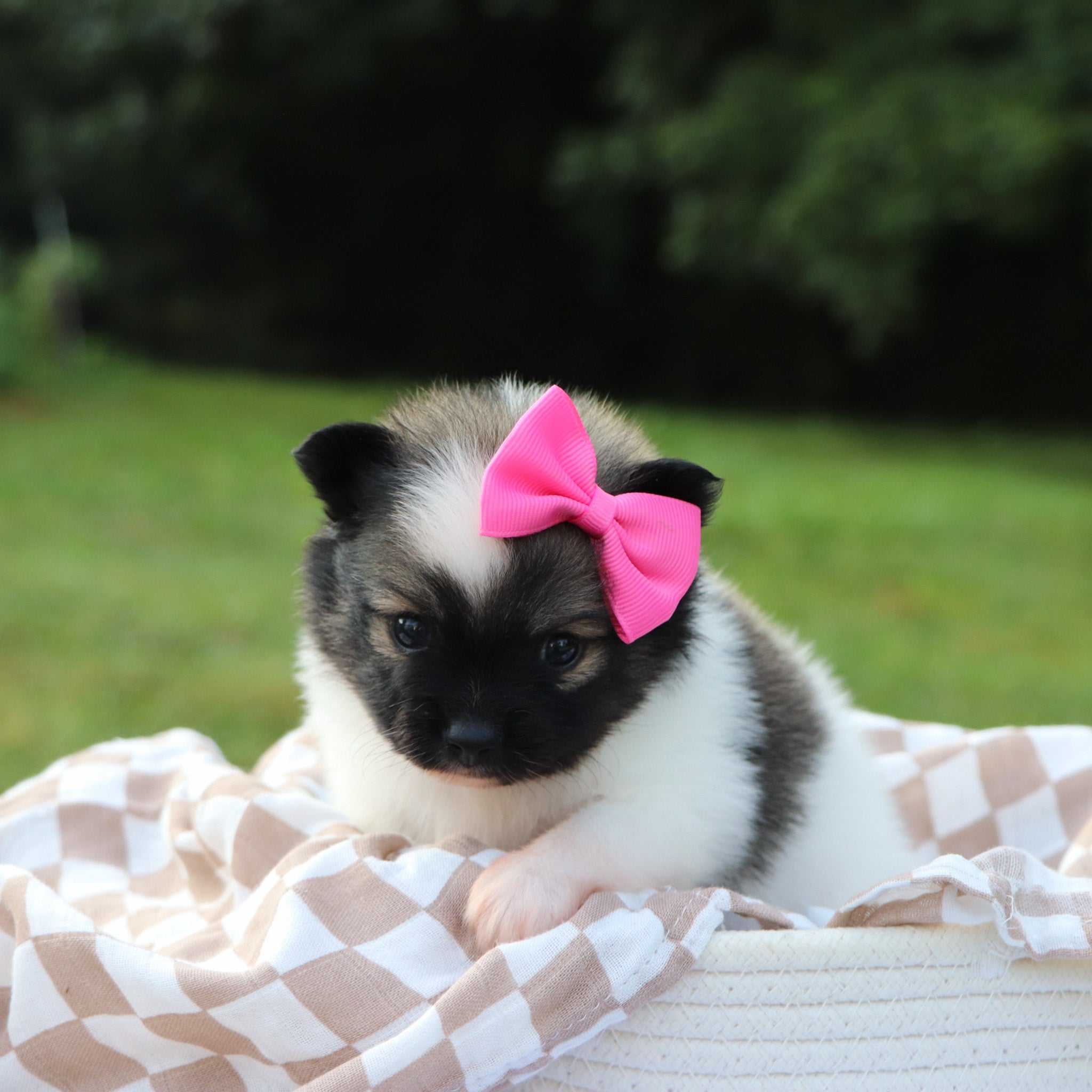 Why Choose Happytail Puppies