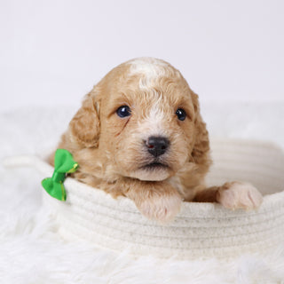 Drake - Available Now