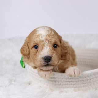 Drake - Available Now