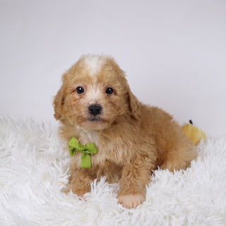 Drake - Available 11/26