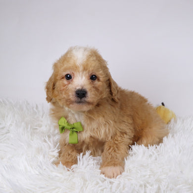 Drake - Available 11/26