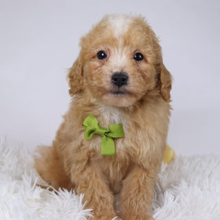 Drake - Available 11/26