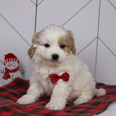 Dublin - Available 1/8