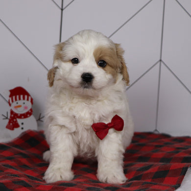 Dublin - Available 1/8