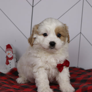 Dublin - Available 1/8