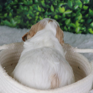 Dublin - Available 1/8