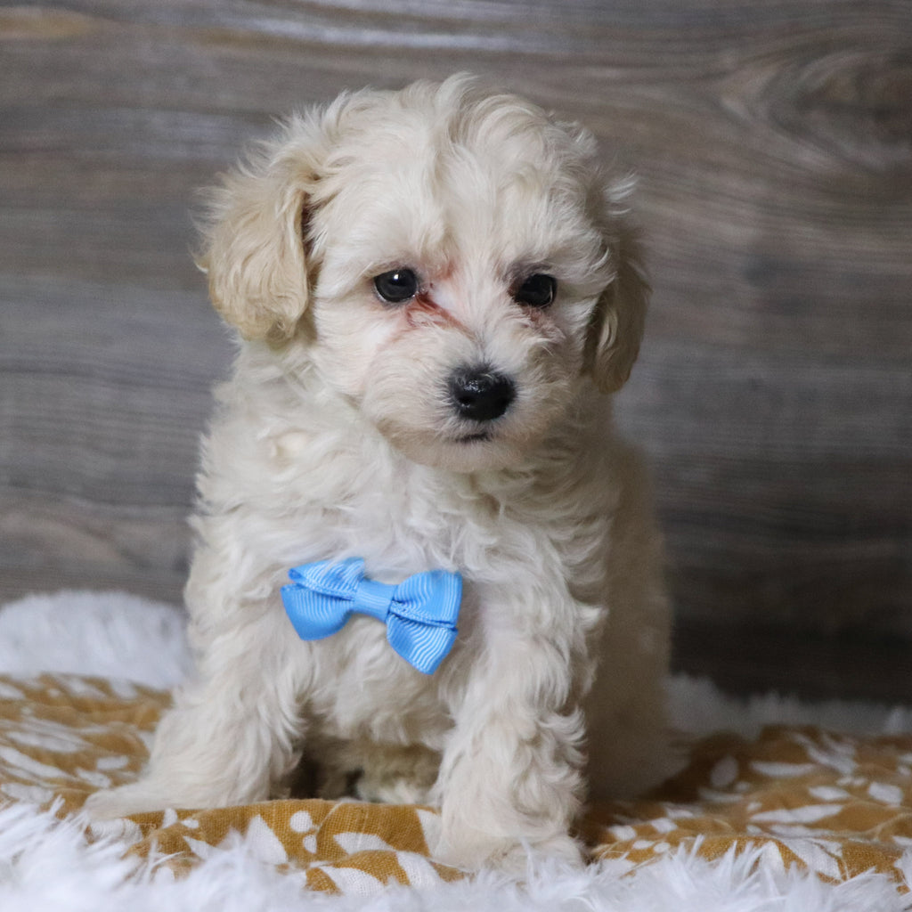 Dylan - Available Now