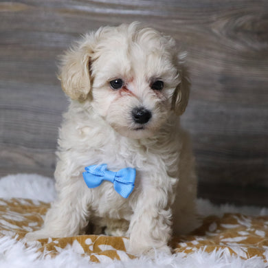 Dylan - Available 12/3