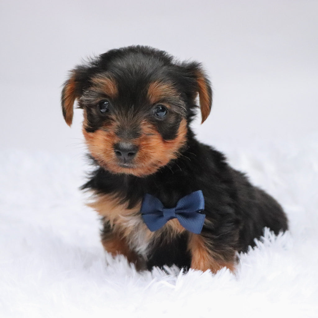 Eagle - Available Now