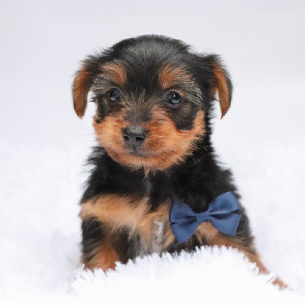 Eagle - Available Now