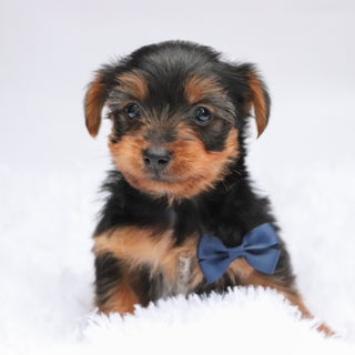 Eagle - Available Now