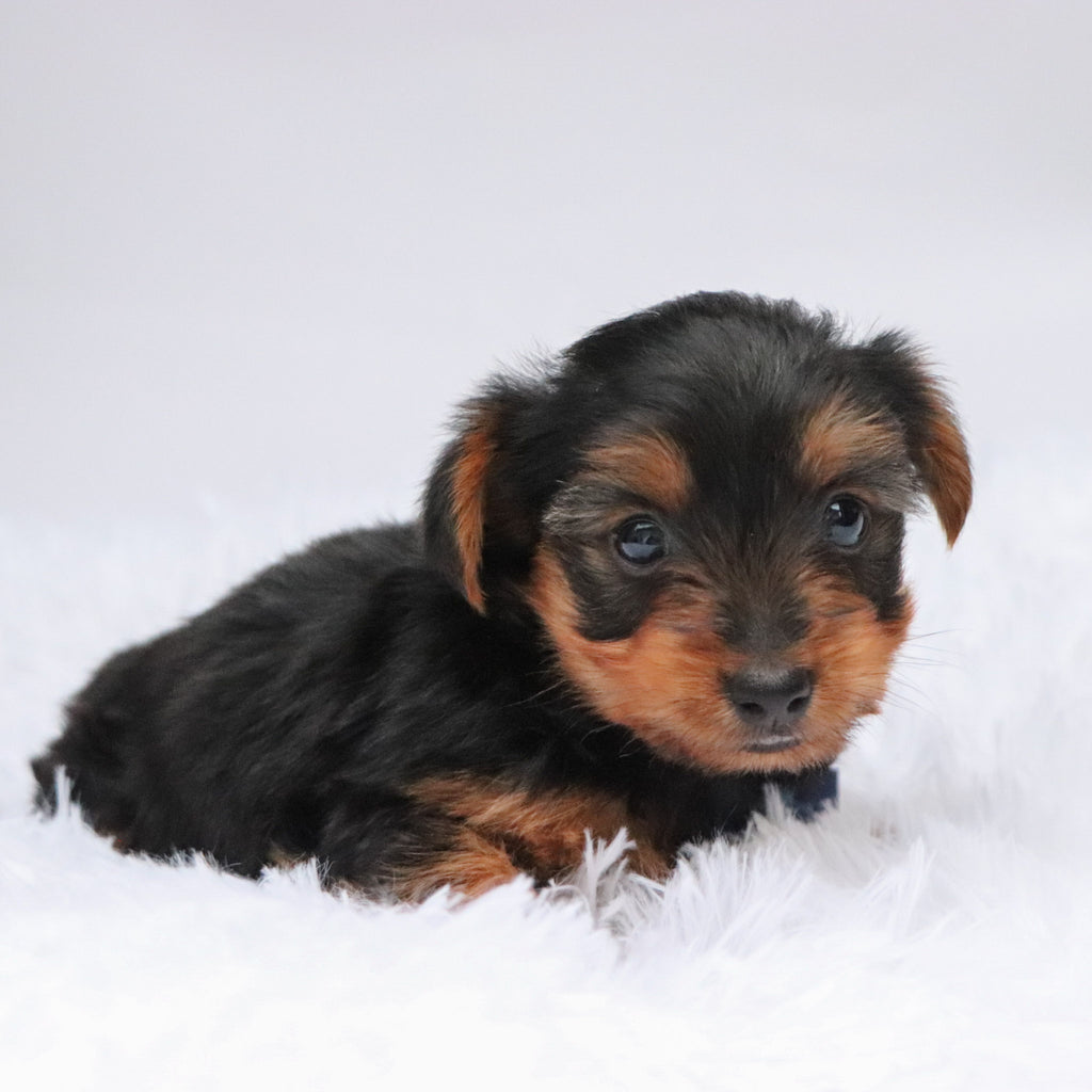 Eagle - Available Now