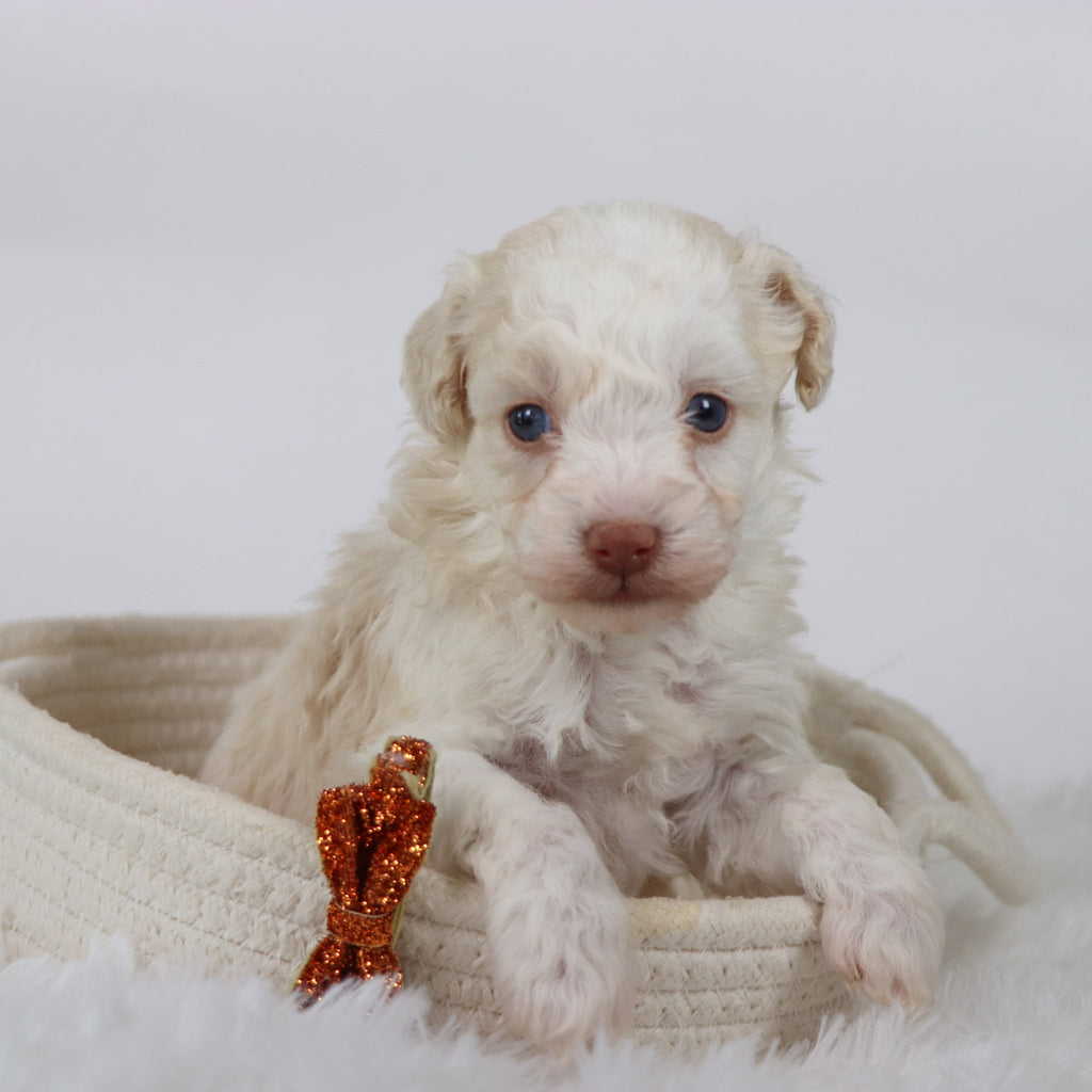 Earl - Available Now