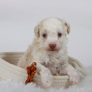 Earl - Available Now