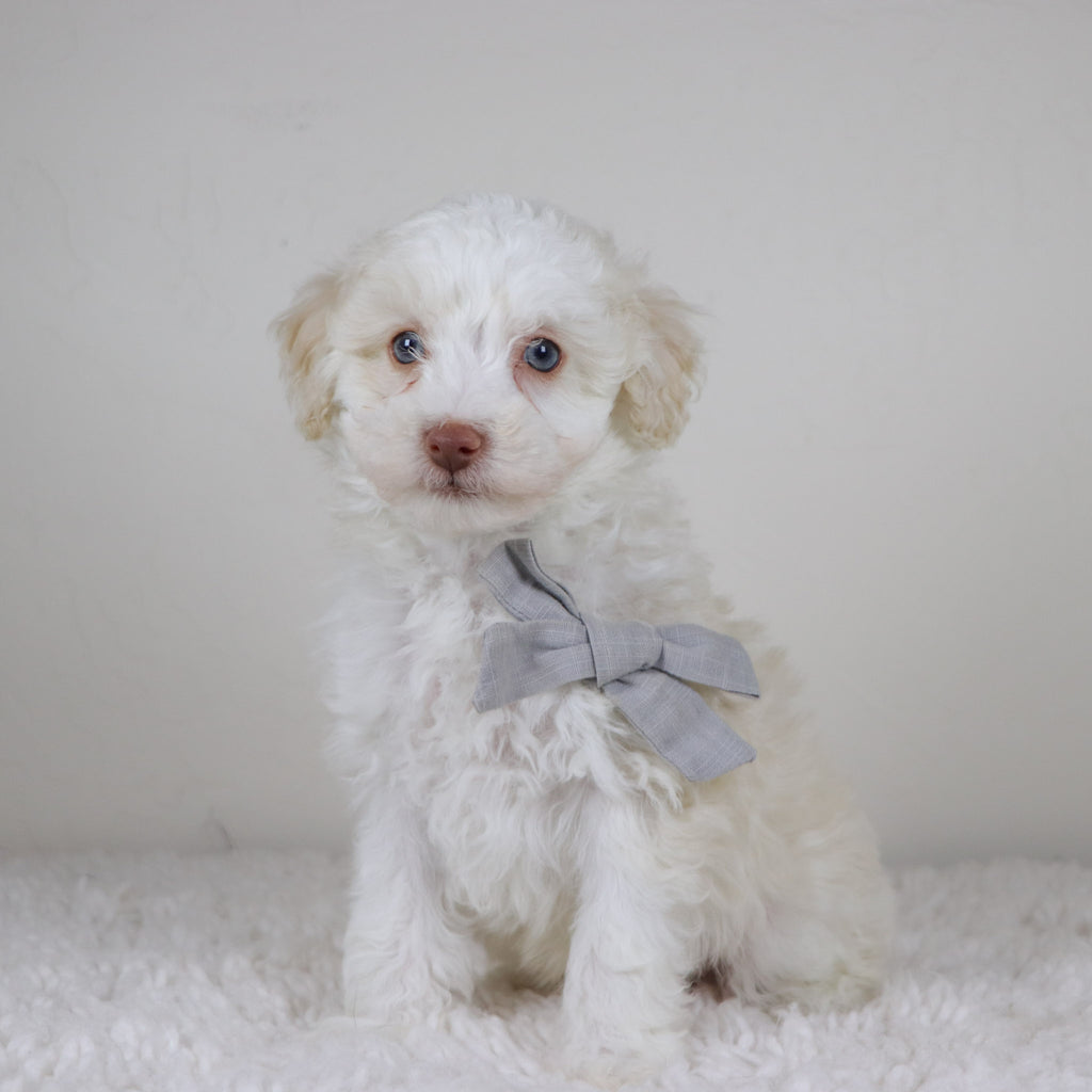 Earl - Available Now