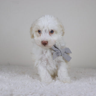 Earl - Available Now