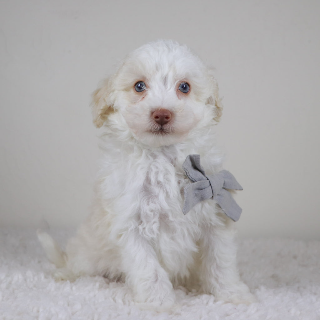 Earl - Available Now