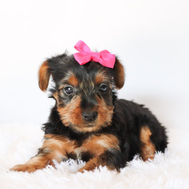 Ebony - Available now