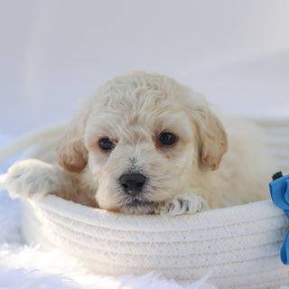 Eddie - Available Now