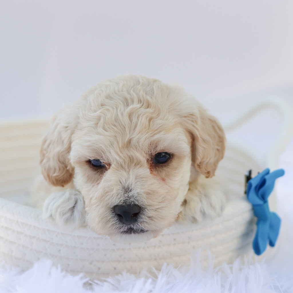 Eddie - Available Now